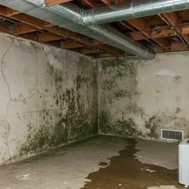 Professional Mold Removal in Kershaw County, SC